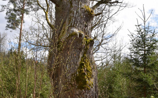 Valatkių miško ažuolas_r1.jpg
